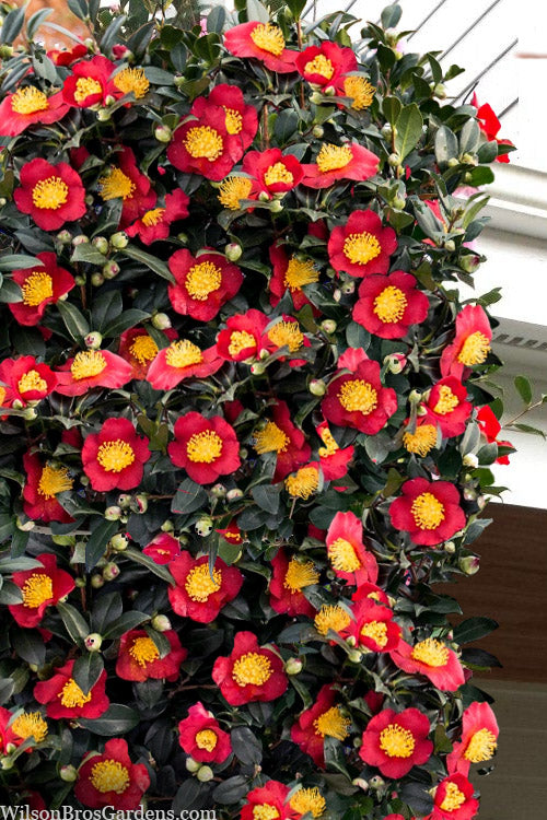  Yuletide Camellia Sasanqua - 2.5 Quart Pot