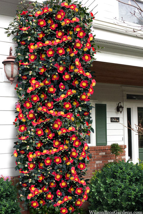  Yuletide Camellia Sasanqua - 1 Gallon Pot