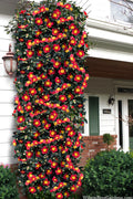  Yuletide Camellia Sasanqua - 1 Gallon Pot