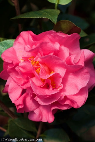  Scentsation Fragrant Camellia Japonica - 1 Gallon Pot