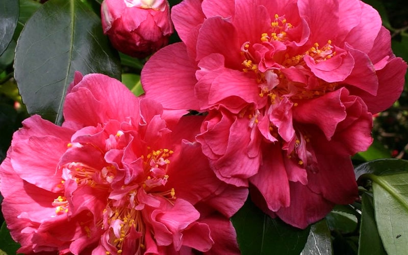  Scentsation Fragrant Camellia Japonica - 3 Gallon Pot
