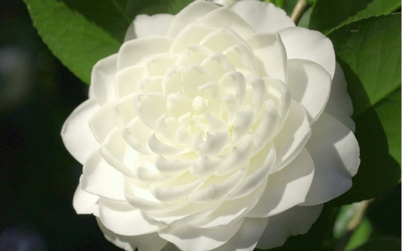  Sea Foam White Camellia Japonica - 1 Gallon Pot