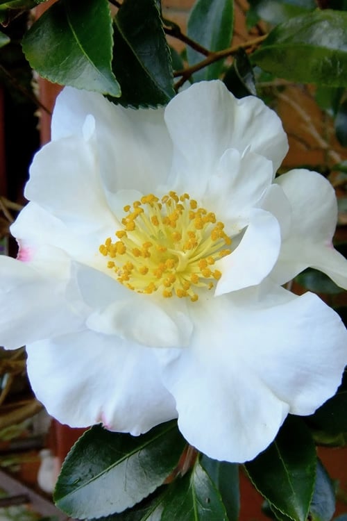  Setsugekka Fragrant Camellia Sasanqua - 3 Gallon Pot