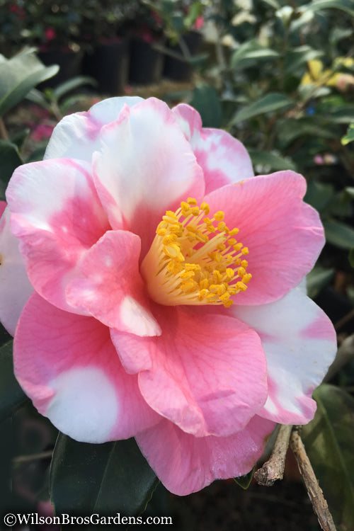  Shibori-Egao Camellia - 3 Gallon Pot
