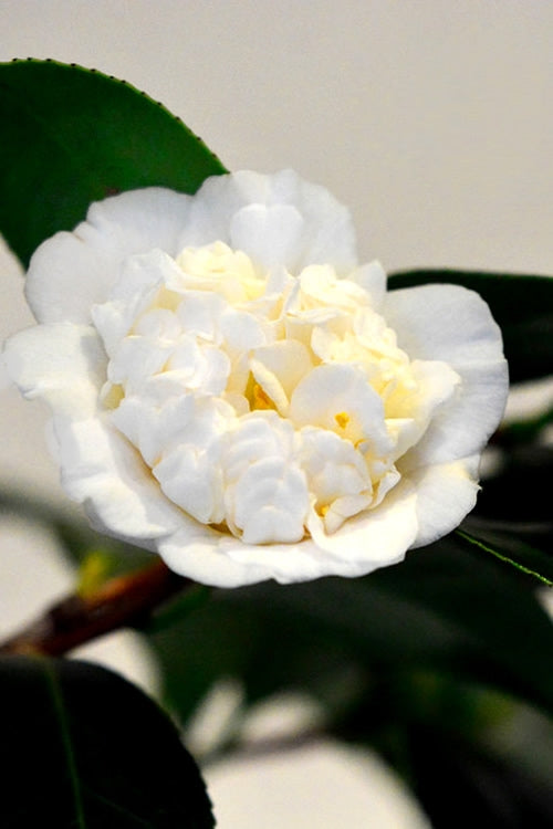  Shiro Karako White Camellia Rusticana - 3 Gallon Pot
