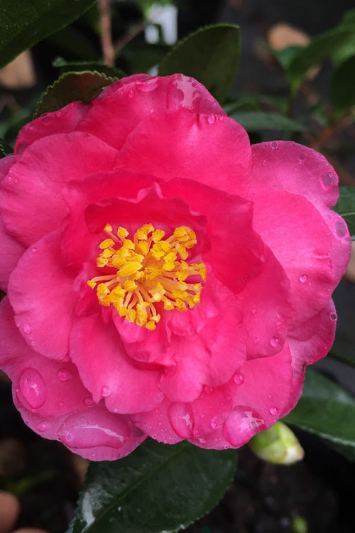  Shishi Gashira Dwarf Camellia Sasanqua - 6 Pack Of 1 Gallon Pots