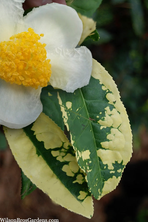  Yellow Big Leaf Tea Plant - Camellia Sinensis - 3 Gallon Pot