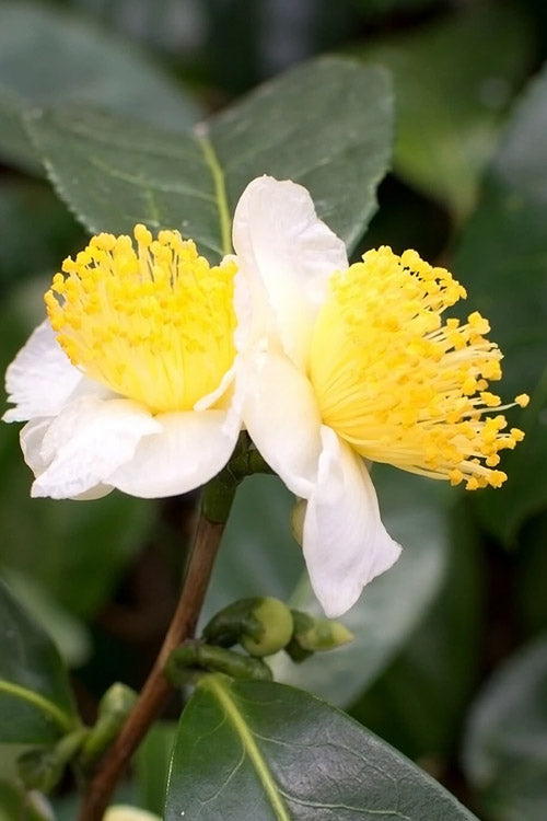  Small Leaf Tea Plant (Camellia Sinensis) - 3 Gallon Pot