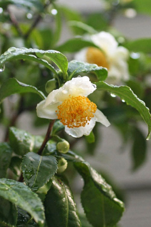  Small Leaf Tea Plant (Camellia Sinensis) - 3 Gallon Pot