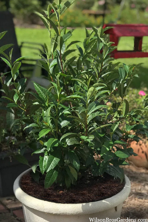  Small Leaf Tea Plant (Camellia Sinensis) - 1 Gallon Pot