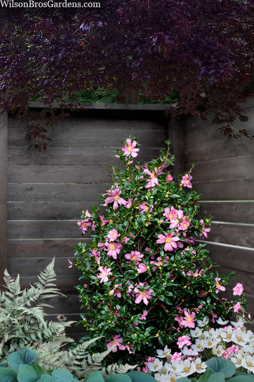  Slim 'N Trim Camellia - 1 Gallon Pot