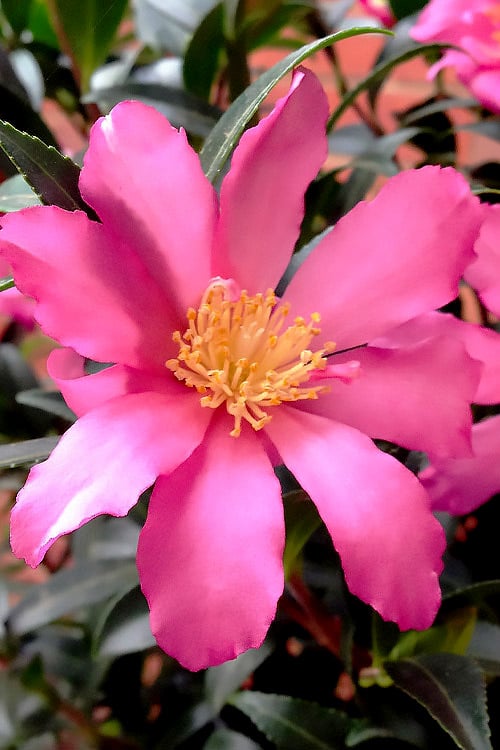  Slim 'N Trim Camellia - 7 Gallon Pot 