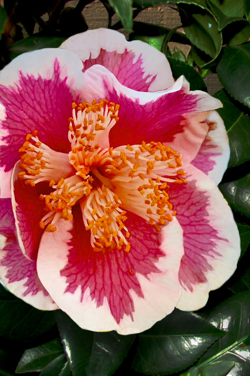  Spring Circus Camellia Japonica - 3 Gallon Pot
