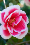  Christmas Carol Camellia - 3 Gallon Pot