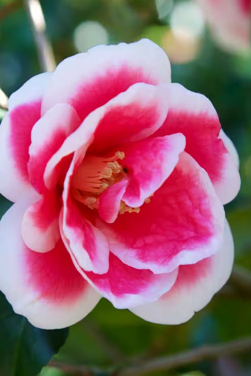  Christmas Carol Camellia - 3 Gallon Pot