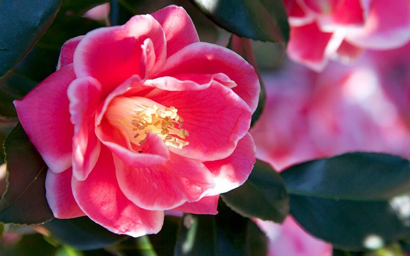  Christmas Carol Camellia - 3 Gallon Pot