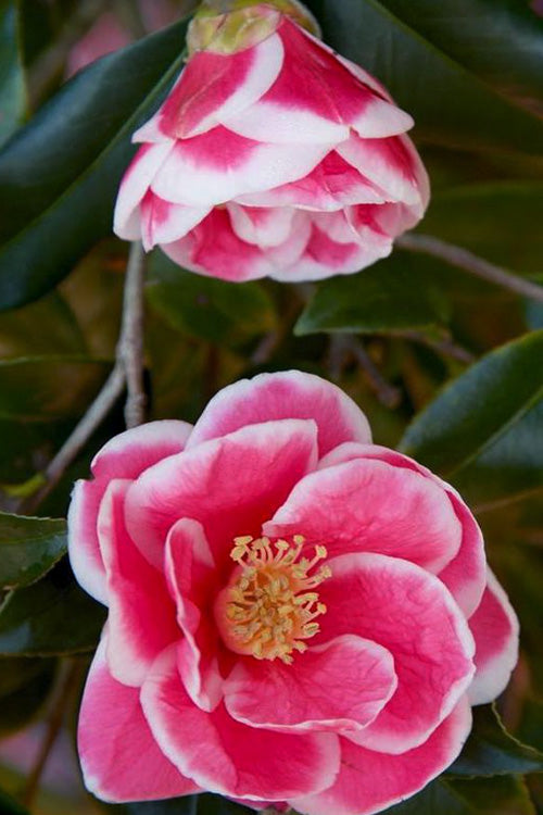  Christmas Carol Camellia - 3 Gallon Pot