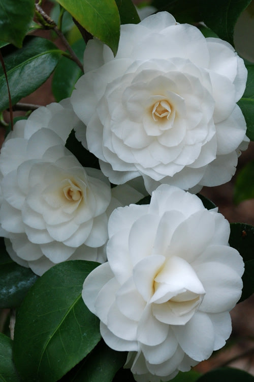  White By The Gate Camellia Japonica - 1 Gallon Pot