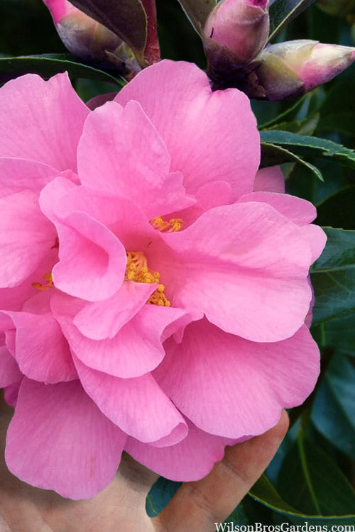  Ballet In Pink Camellia - 1 Gallon Pot