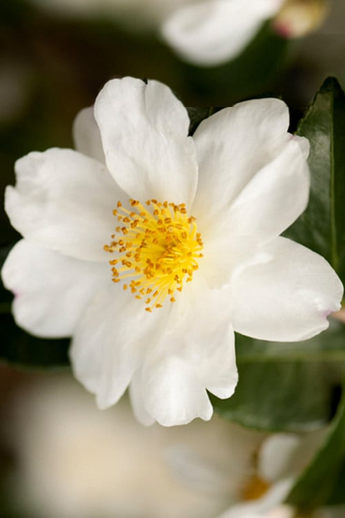  Winter's Cupid Camellia - 3 Gallon Pot 