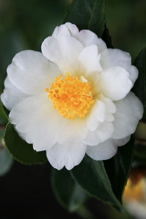  Winter's Cupid Camellia - 3 Gallon Pot 