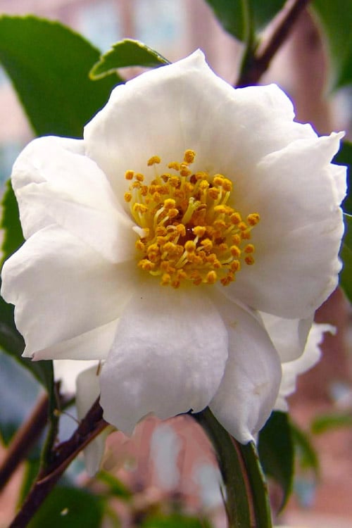  Winter's Cupid Camellia - 3 Gallon Pot 