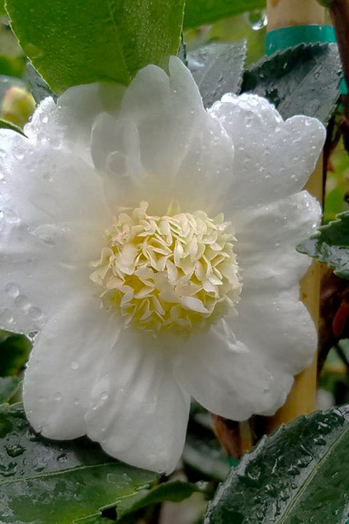  Winter's Snowman Camellia Hybrid - 1 Gallon Pot