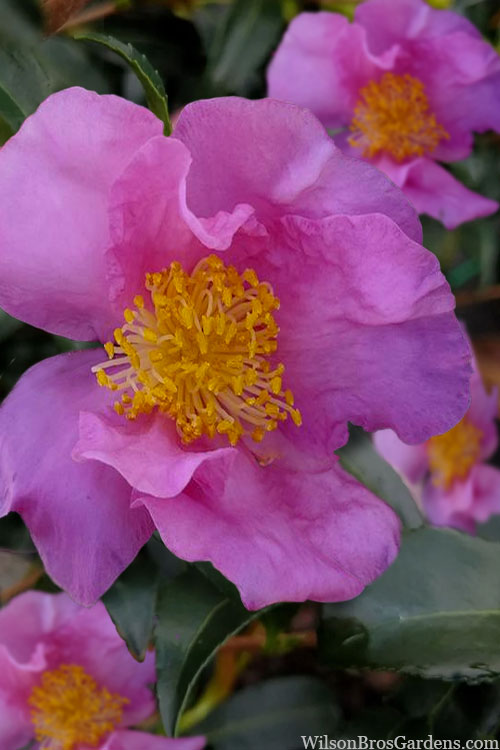  Winter's Star Cold Hardy Camellia - 7 Gallon Pot