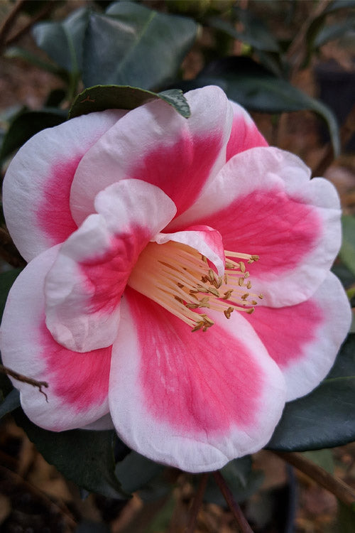  Christmas Candy Camellia - 6 Pack Of 1 Gallon Pots
