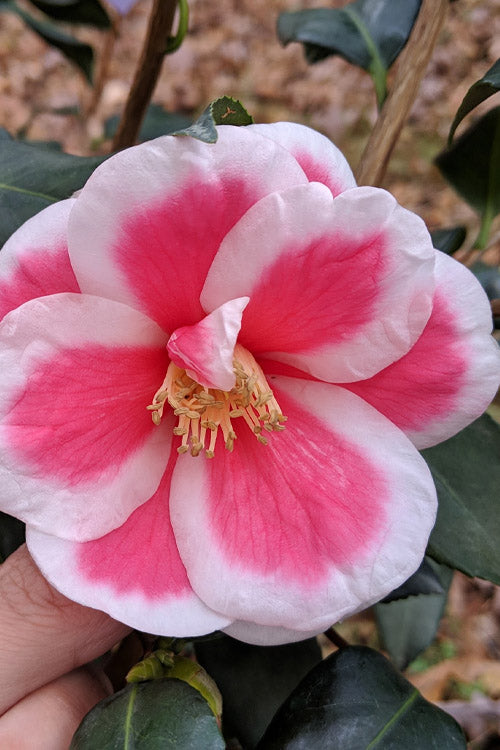  Christmas Candy Camellia - 1 Gallon Pot