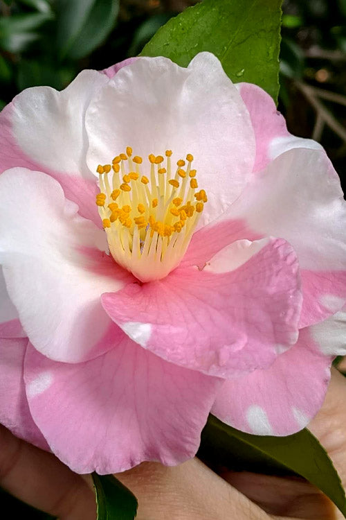 Shibori-Egao Camellia - 3 Gallon Pot