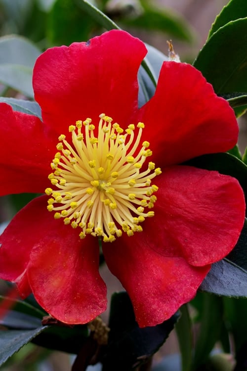  Yuletide Camellia Sasanqua - 1 Gallon Pot