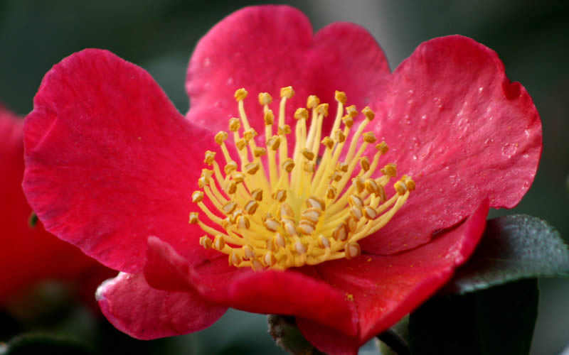  Yuletide Camellia Sasanqua - 2.5 Quart Pot
