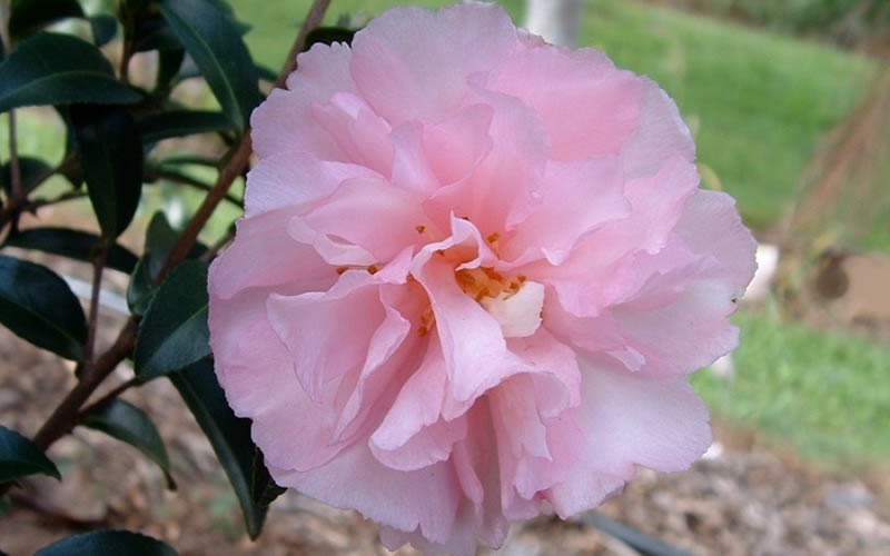  Cotton Candy Camellia Sasanqua - 6 Pack Of 1 Gallon Pots