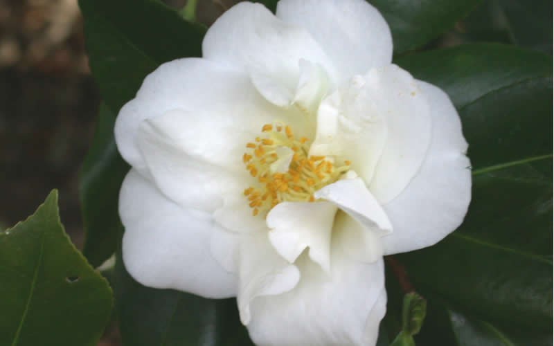  White Empress Camellia Japonica - 3 Gallon Pot