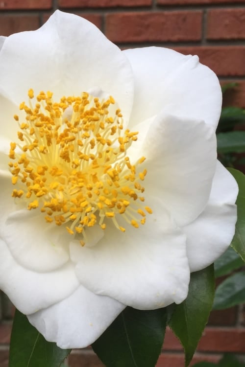  White Empress Camellia Japonica - 3 Gallon Pot
