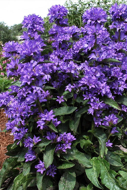  Freya Clustered Bellflower (Campanula) - 6 Pack Of 1 Gallon Pots