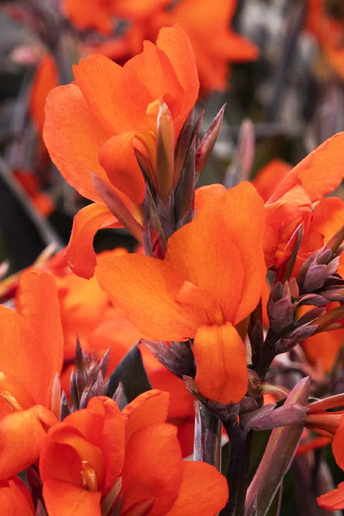  Cannova Bronze Orange Canna Lily - 1 Gallon Pot