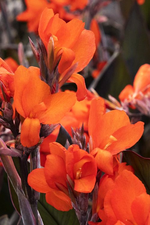  Cannova Bronze Orange Canna Lily - 1 Gallon Pot