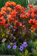  Cannova Bronze Orange Canna Lily - 1 Gallon Pot