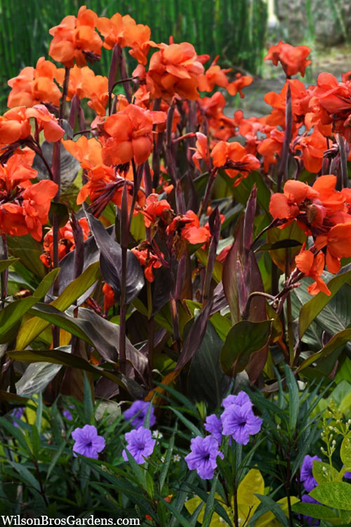  Cannova Bronze Orange Canna Lily - 1 Gallon Pot