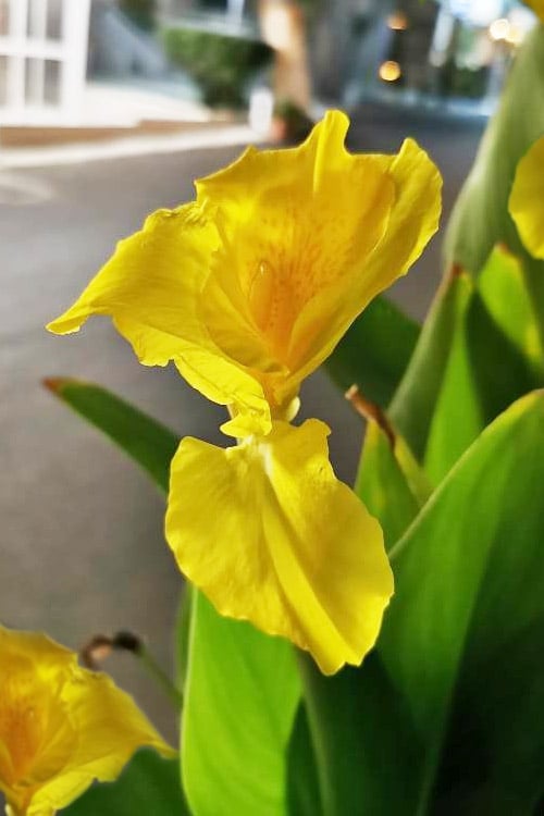  Bandana Of The Everglades Golden Canna Lily - 8 Pack Of 1 Gallon Pots