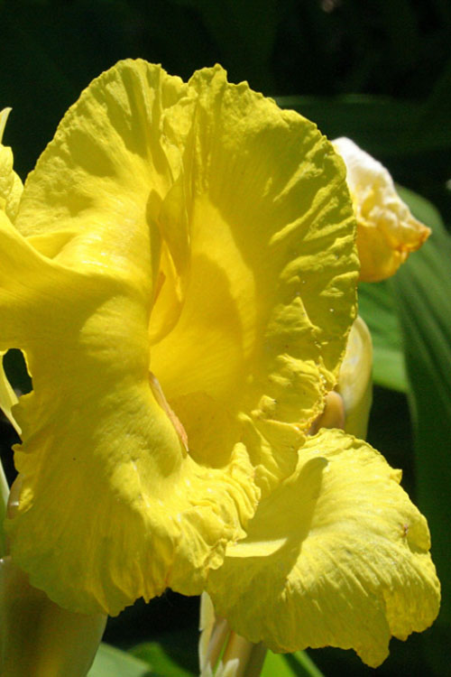  Bandana Of The Everglades Golden Canna Lily - 6 Pack Of 1 Gallon Pots