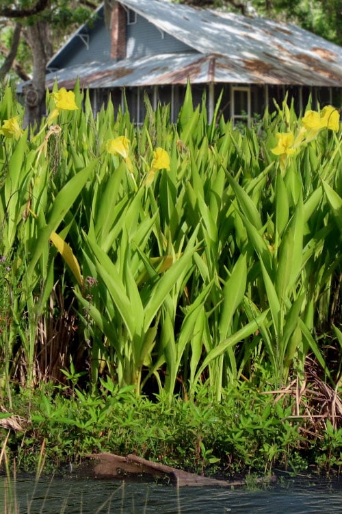  Bandana Of The Everglades Golden Canna Lily - 8 Pack Of 1 Gallon Pots