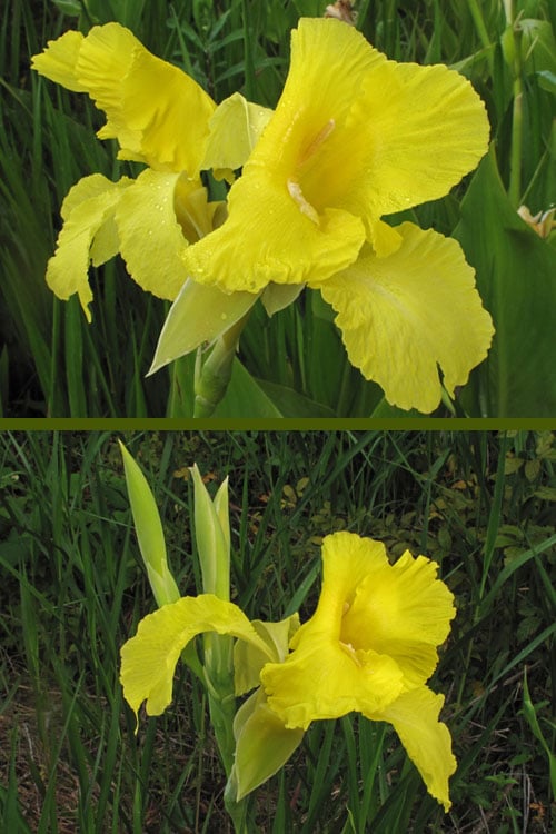  Bandana Of The Everglades Golden Canna Lily - 8 Pack Of 1 Gallon Pots