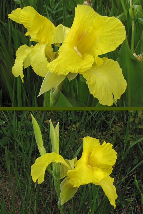  Bandana Of The Everglades Golden Canna Lily - 6 Pack Of 1 Gallon Pots
