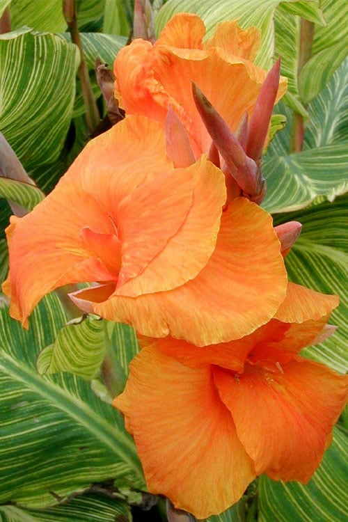 Bengal Tiger Canna Lily - 1 Gallon Pot