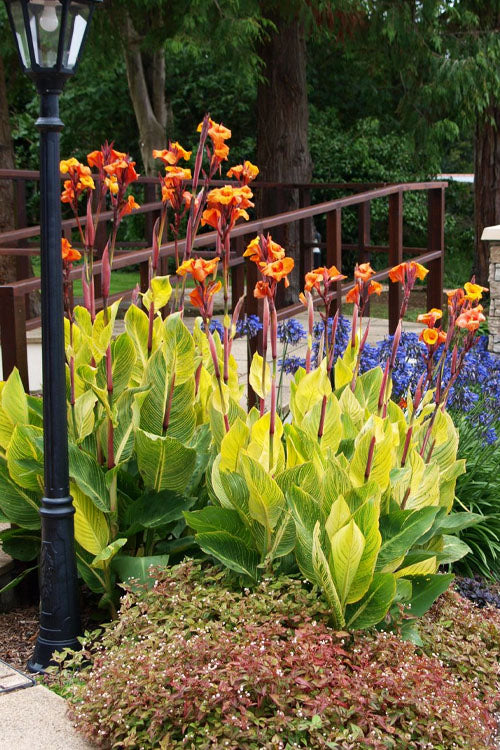  Bengal Tiger Canna Lily - 1 Gallon Pot