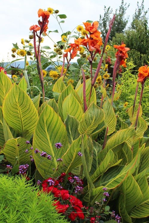  Bengal Tiger Canna Lily - 1 Gallon Pot