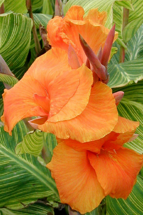 Bengal Tiger Canna Lily - 3 Gallon Pot